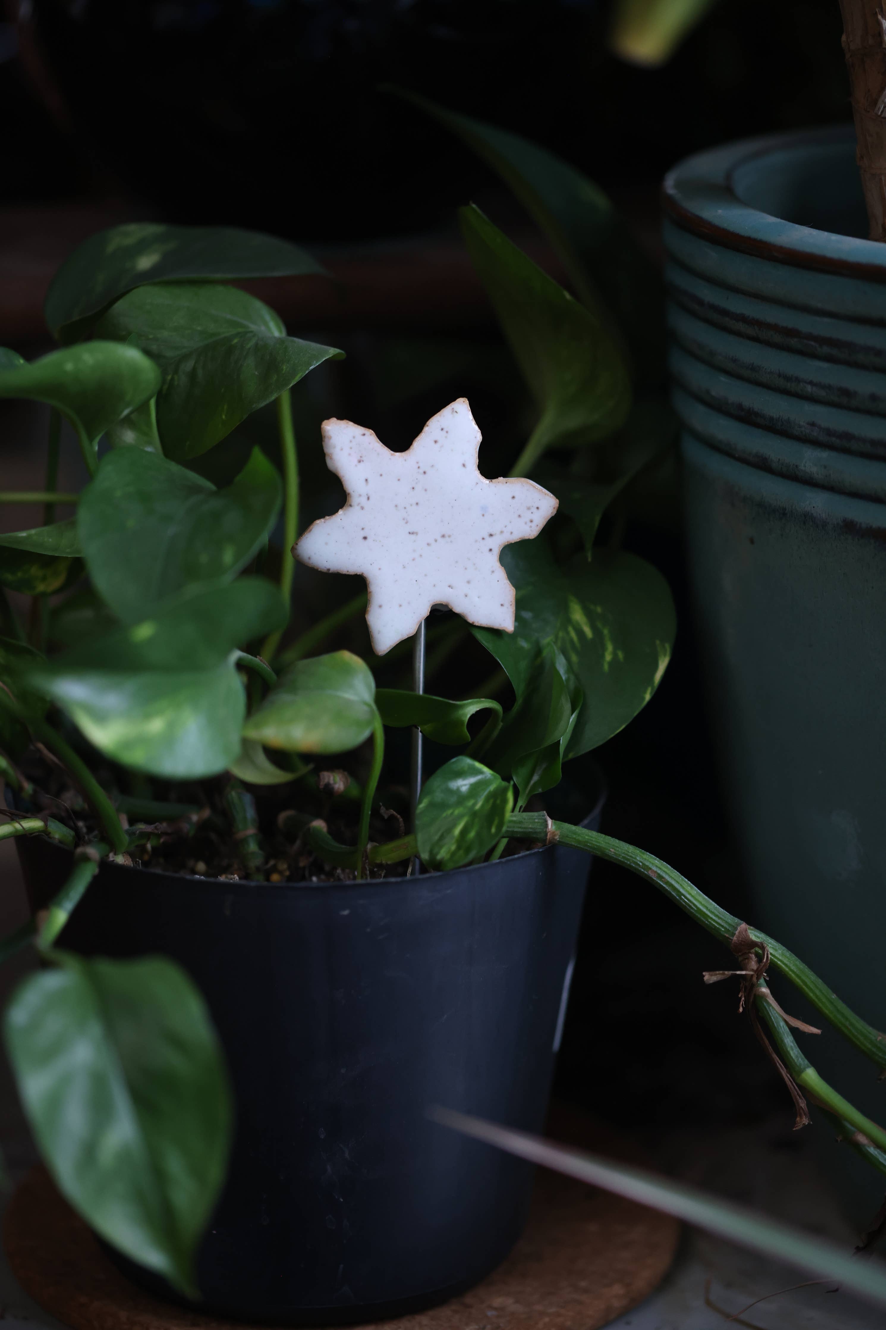 Plant Buddies - Snowflake