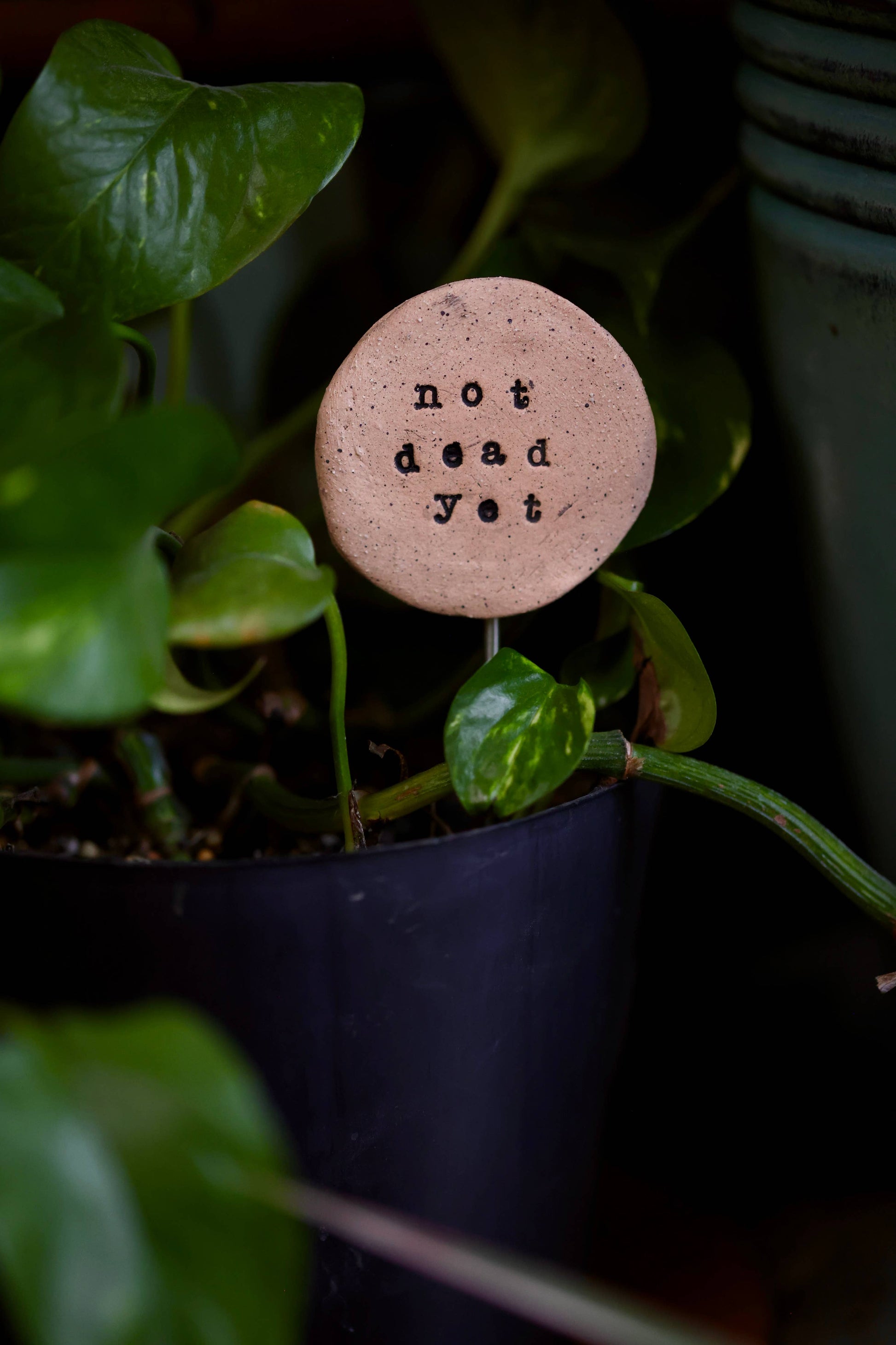 Plant Buddies - Not Dead Yet