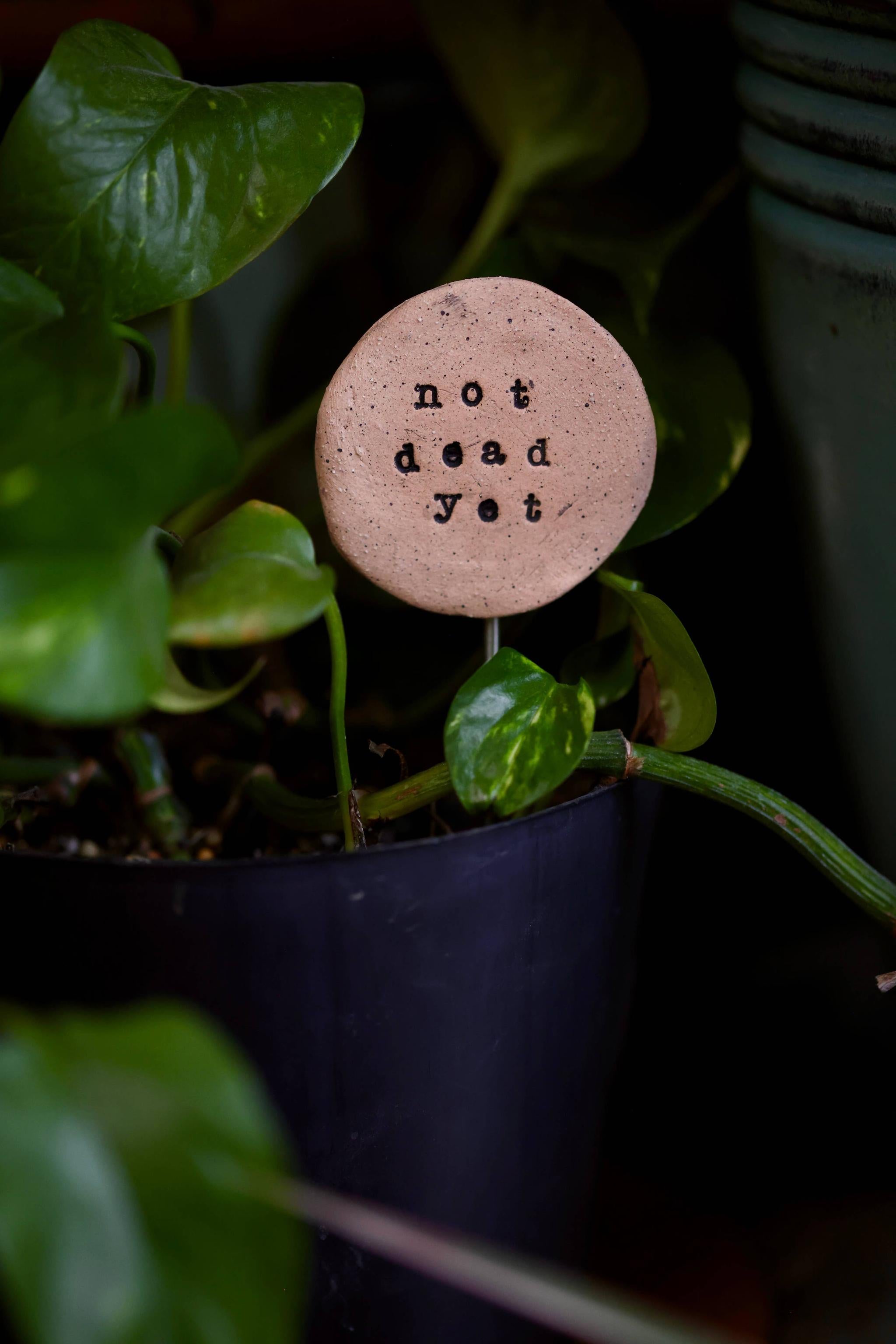Plant Buddies - Not Dead Yet