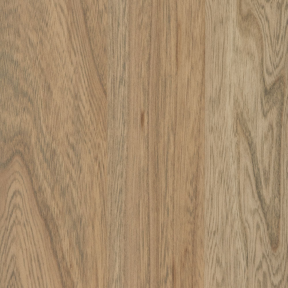 Seashell-Elm