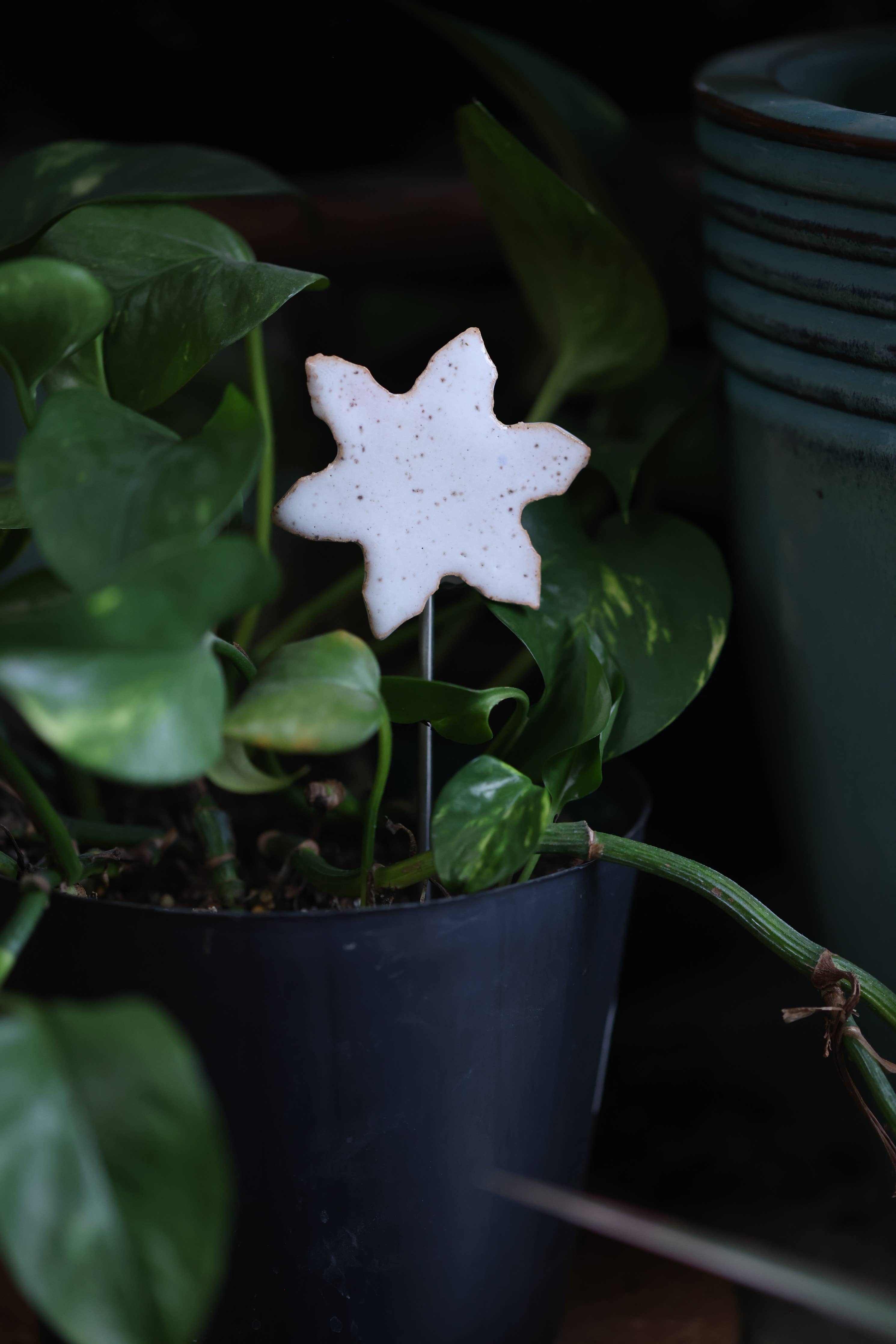 Plant Buddies - Snowflake